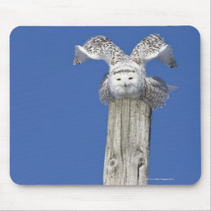 Schneeeule auf einem Pol, Vorbereitung auf die Auf Mousepad