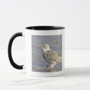 Schneeeule auf Eis stehend, ein Schwanz Tasse