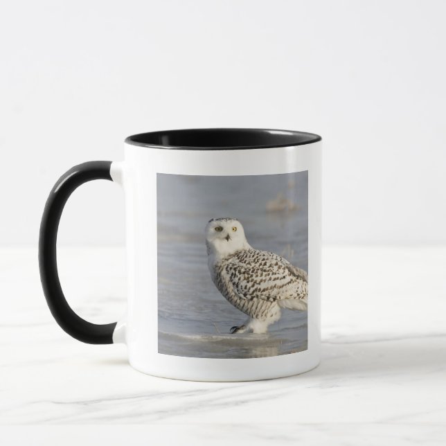 Schneeeule auf Eis stehend, ein Schwanz Tasse (Links)