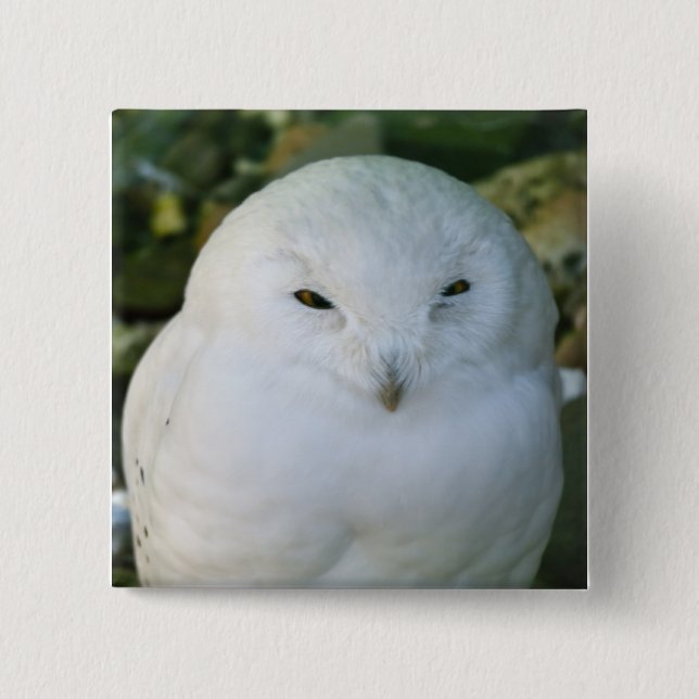 Schneeeule Button (Vorderseite)