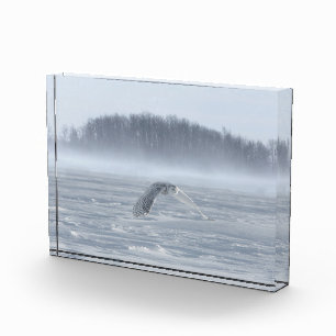 Schneeeule fliegt im Winter Fotoblock