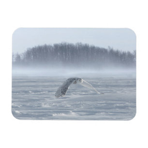 Schneeeule fliegt im Winter Magnet