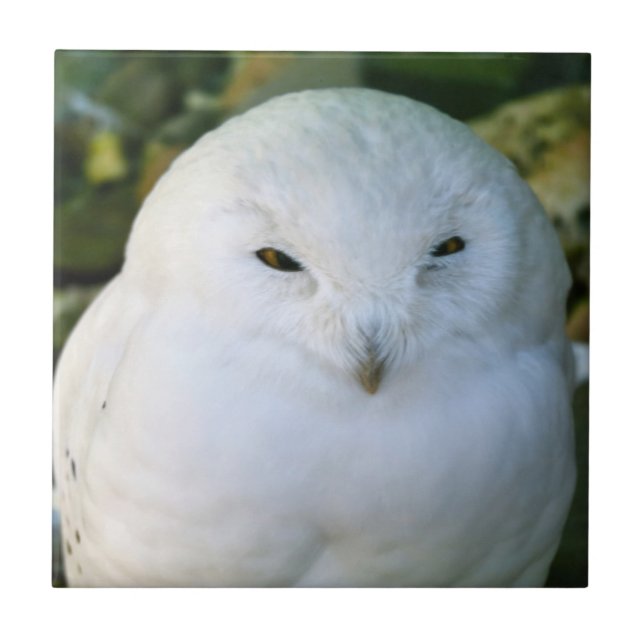 Schneeeule Fliese (Vorderseite)