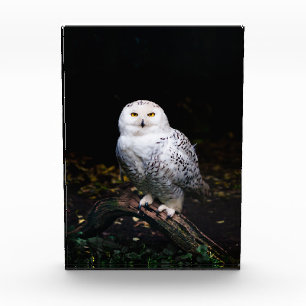 Schneeeule Fotoblock