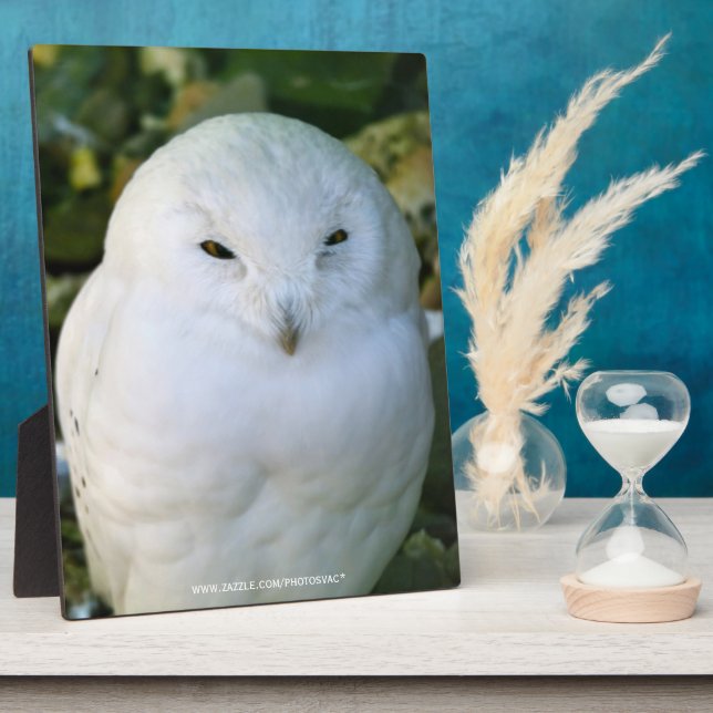 Schneeeule Fotoplatte (Seite)