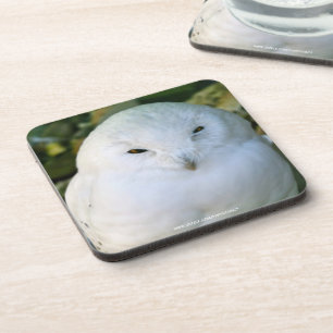 Schneeeule Getränkeuntersetzer