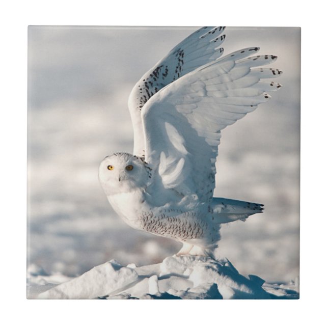 Schneeeule hebt von Schnee ab Fliese (Vorderseite)
