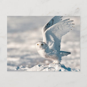 Schneeeule hebt von Schnee ab Postkarte