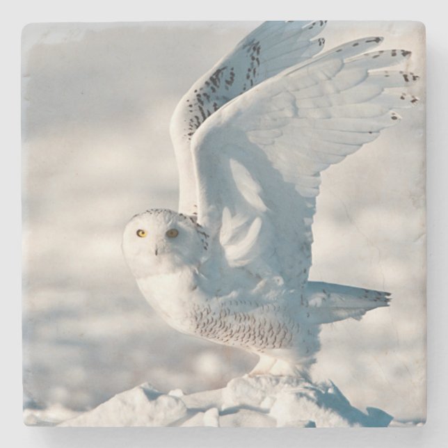 Schneeeule hebt von Schnee ab Steinuntersetzer (Vorderseite)