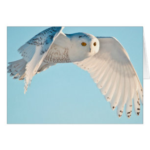 Schneeeule im Flug