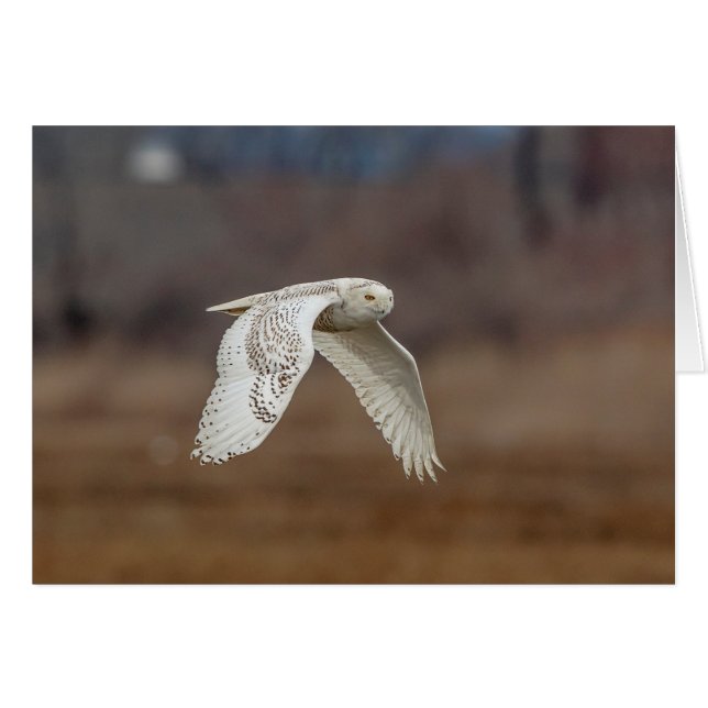 Schneeeule im Flug (Vorderseite (Horizontal))