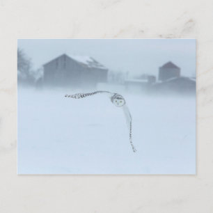 Schneeeule im Flug im Winter Postkarte