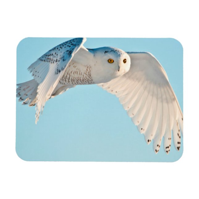 Schneeeule im Flug Magnet (Horizontal)