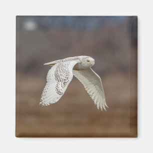 Schneeeule im Flug Magnet