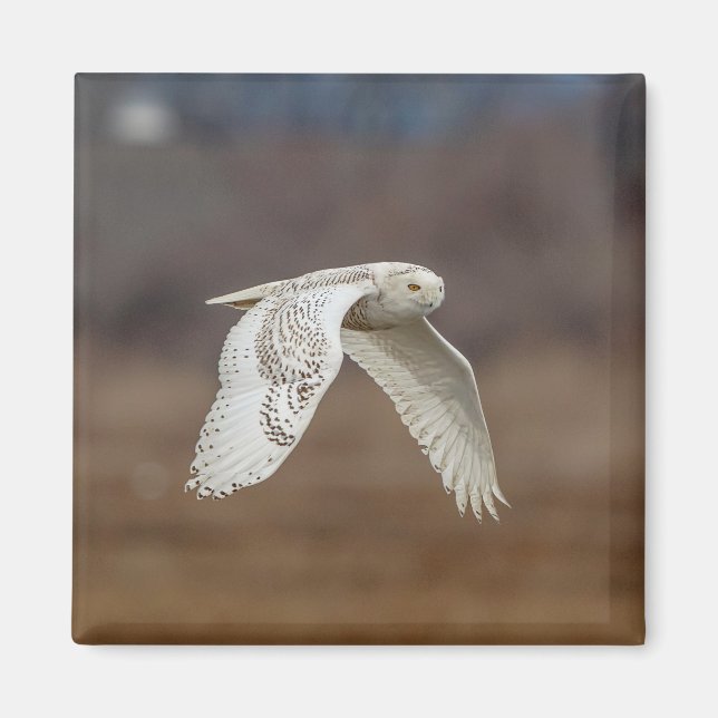 Schneeeule im Flug Magnet (Vorne)