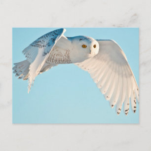 Schneeeule im Flug Postkarte
