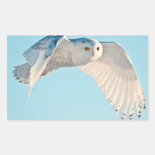 Schneeeule im Flug Rechteckiger Aufkleber