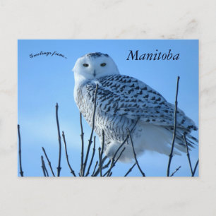 Schneeeule in Manitoba Kanada Postkarte