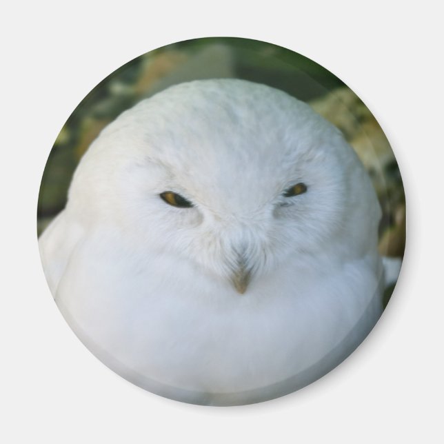 Schneeeule Magnet (Vorne)