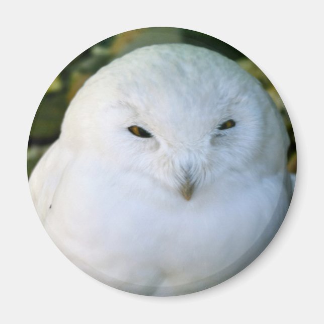 Schneeeule Magnet (Vorne)