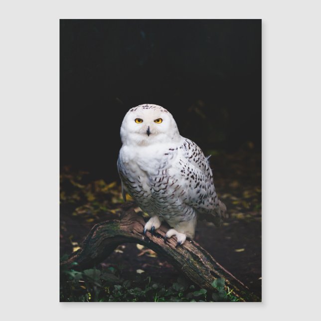 Schneeeule Magnetkarte (Vorderseite)