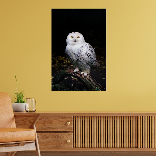 Schneeeule Poster (Wohnzimmer 2)