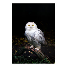 Schneeeule