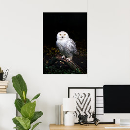 Schneeeule Poster