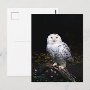 Schneeeule Postkarte