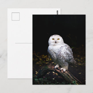 Schneeeule Postkarte