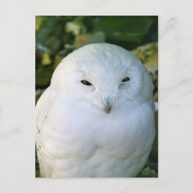Schneeeule Postkarte (Vorderseite)