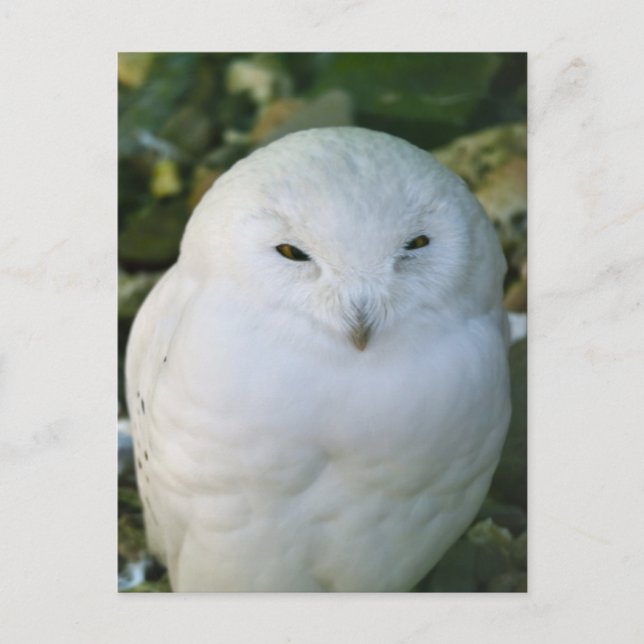 Schneeeule Postkarte (Vorderseite)