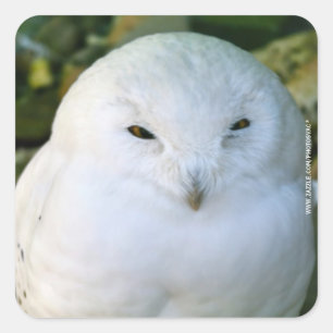 Schneeeule Quadratischer Aufkleber