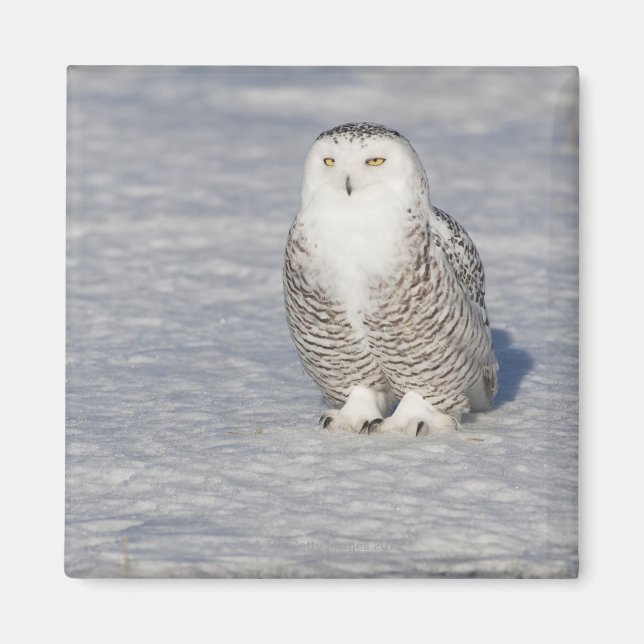 Schneeeule stehend in der Nähe des Wassers Magnet (Vorne)