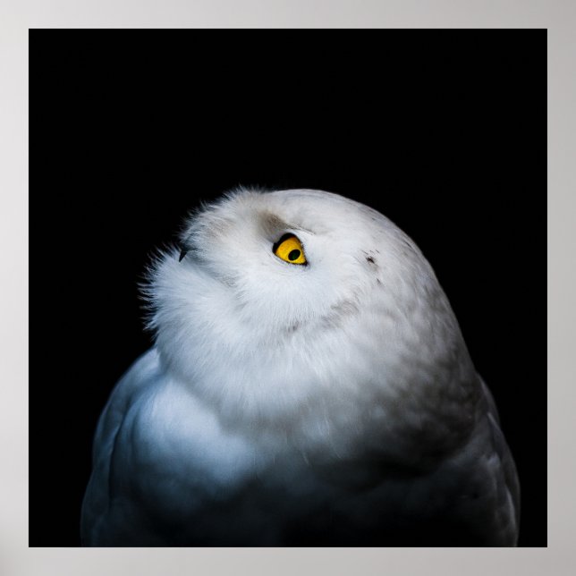 Schneeeule Weiß Winter Poster (Vorne)