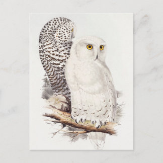 Schneeeulen-Postkarte Postkarte
