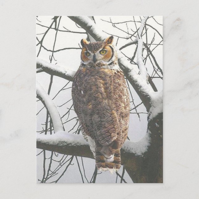 Schneeeulen-Postkarte Postkarte (Vorderseite)