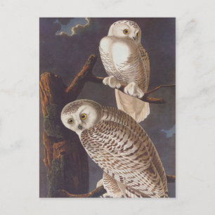 Schneeeulen von Audubon in einer dunklen, schreckl Postkarte