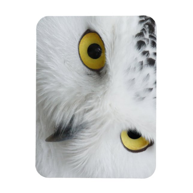 Schneeeulenaugen Magnet (Vertikal)