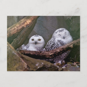 Schneeeulenpaar Wald Wildlife-Kunst Postkarte