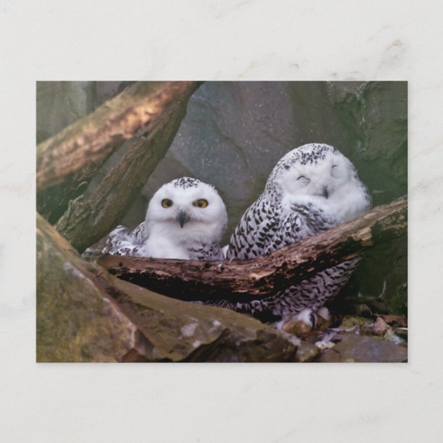 Schneeeulenpaar Wald Wildlife-Kunst Postkarte (Vorderseite)