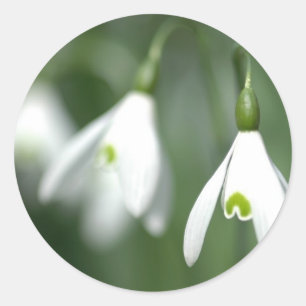 Schneefall aus der Blume-Geschenksammlung Runder Aufkleber