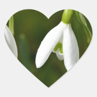 Schneefall-Blume