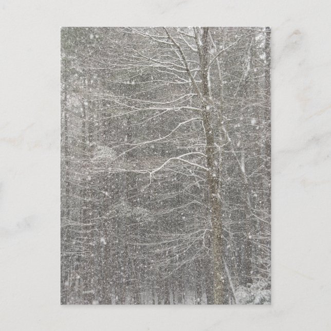 Schneefall Postkarte (Vorderseite)
