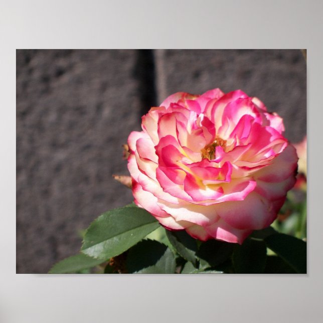 Schneefall-Rose Poster (Vorne)