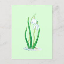 Schneefälle (Galanthus nivalis) Frühlingsblumen
