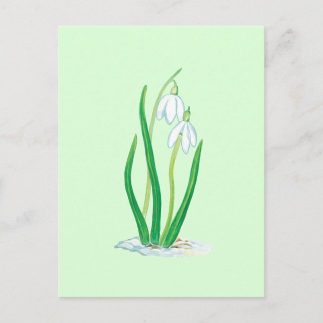 Schneefälle (Galanthus nivalis) Frühlingsblumen Postkarte (Vorderseite)