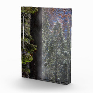 Schneefeuer im Wald Fotoblock