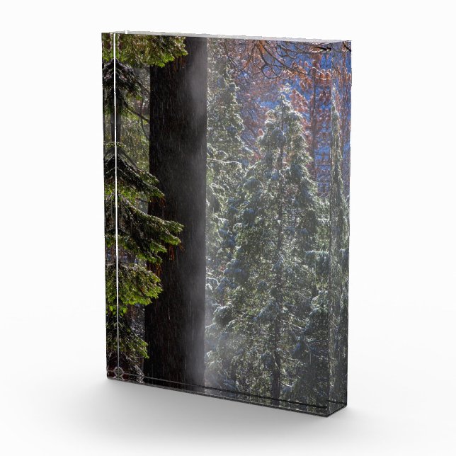 Schneefeuer im Wald Fotoblock (Rechts)