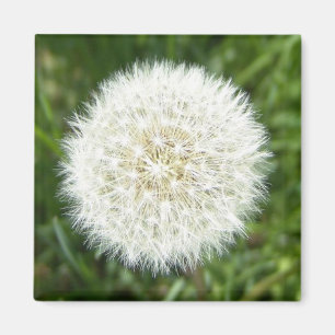 Schneeflocke trockene Leuchte Magnet
